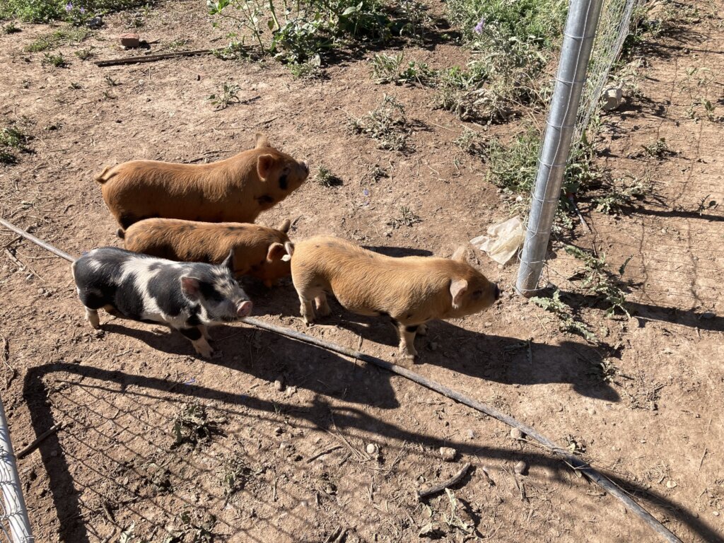 Support our Community Farm Fighting Food Scarcity