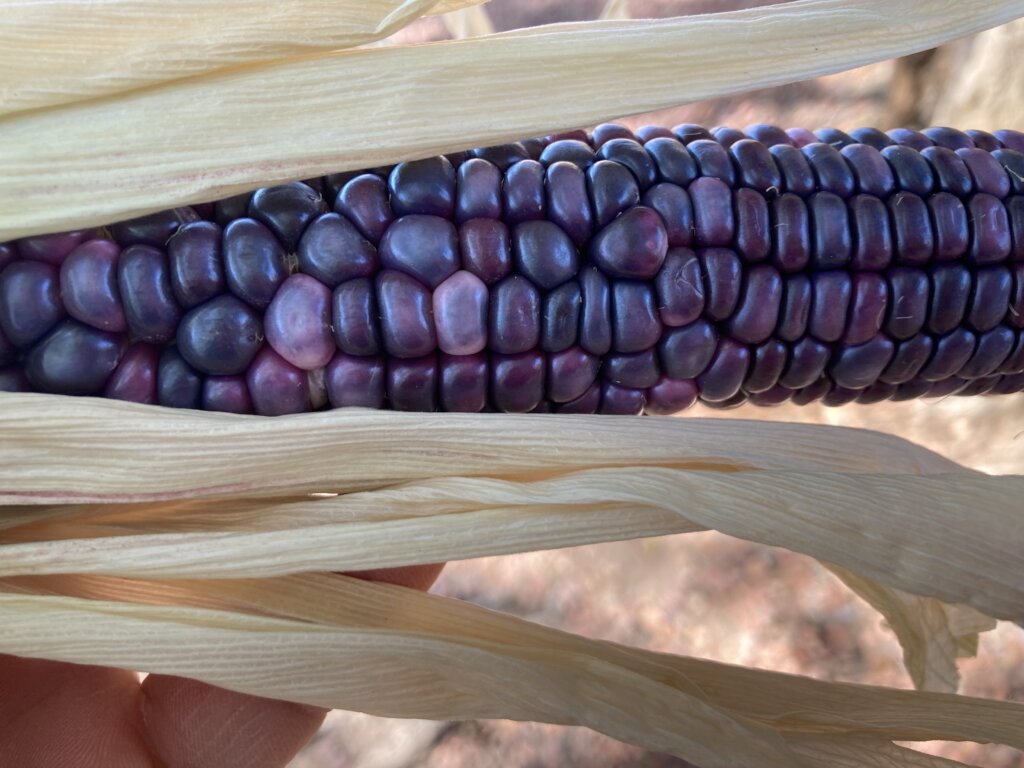 Support our Community Farm Fighting Food Scarcity