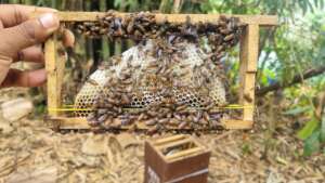 The "architects"- Honeycomb building in progress