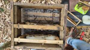 Apiary with queen excluders to avoid queen entry