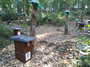 Colonies kept at beneficiaries Rubber plantations