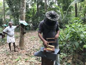 Honey season activities