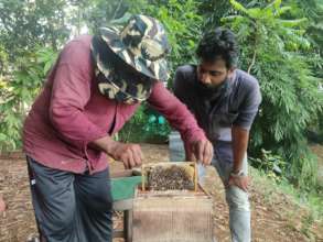 Training assistant in bee hive management