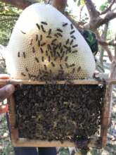 Honey Season
