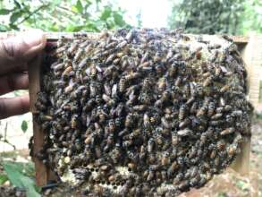 Comb filled with bees from field