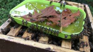 Artificial feeding for the honey colonies