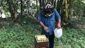 Feeding the colony with sugar syrup