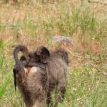 Hope was hit by a car and euthanised as a result.