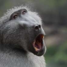 Having a good yawn after a tasty snack!