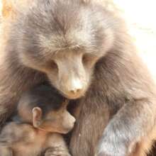 Mom and baby - eating soils and minerals