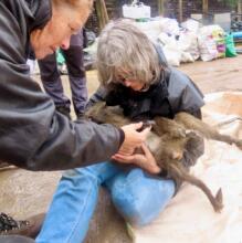 I held the paralysed girl as she was sedated.