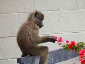 Juvie examining flowers