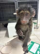 This abandoned girl was successfully relocated