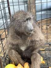 We were able to trap cage this injured juvenile.