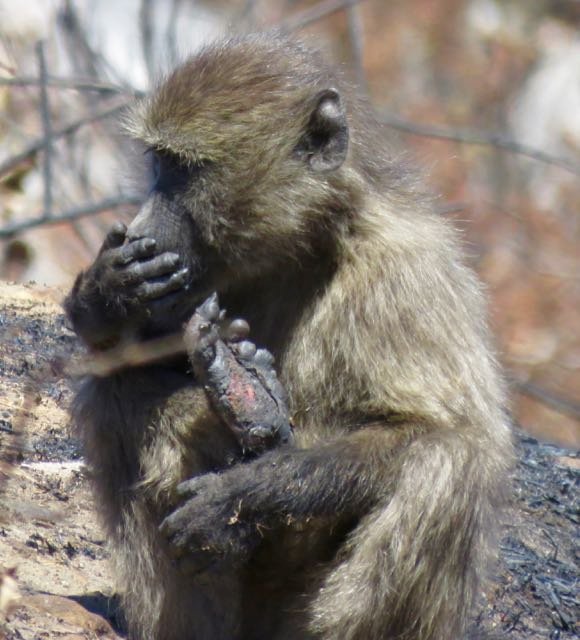 Help Baboon Matters help Baboons!