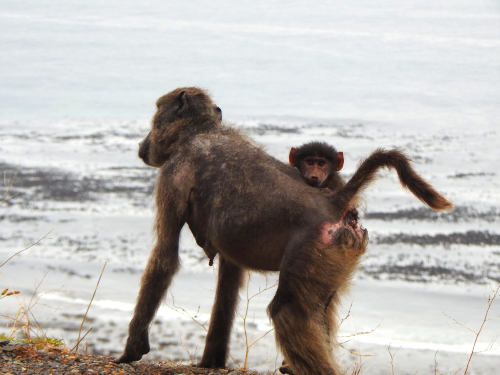 Help Baboon Matters help Baboons!