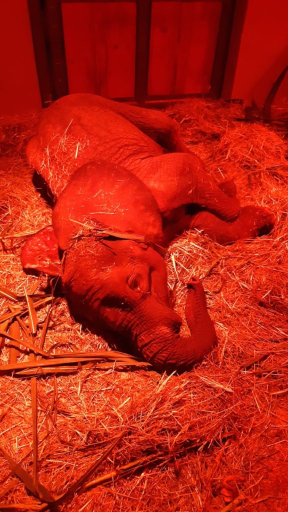 HERD - In memory of orphaned elephant calf, Fenya