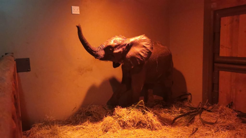 Reports on HERD - In memory of orphaned elephant calf, Fenya - GlobalGiving