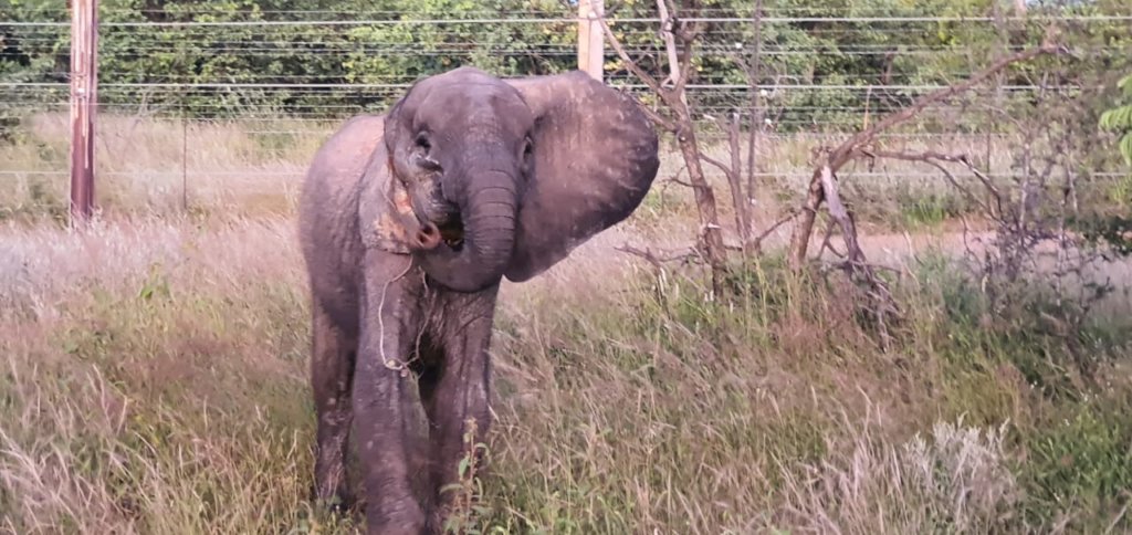 HERD - In memory of orphaned elephant calf, Fenya