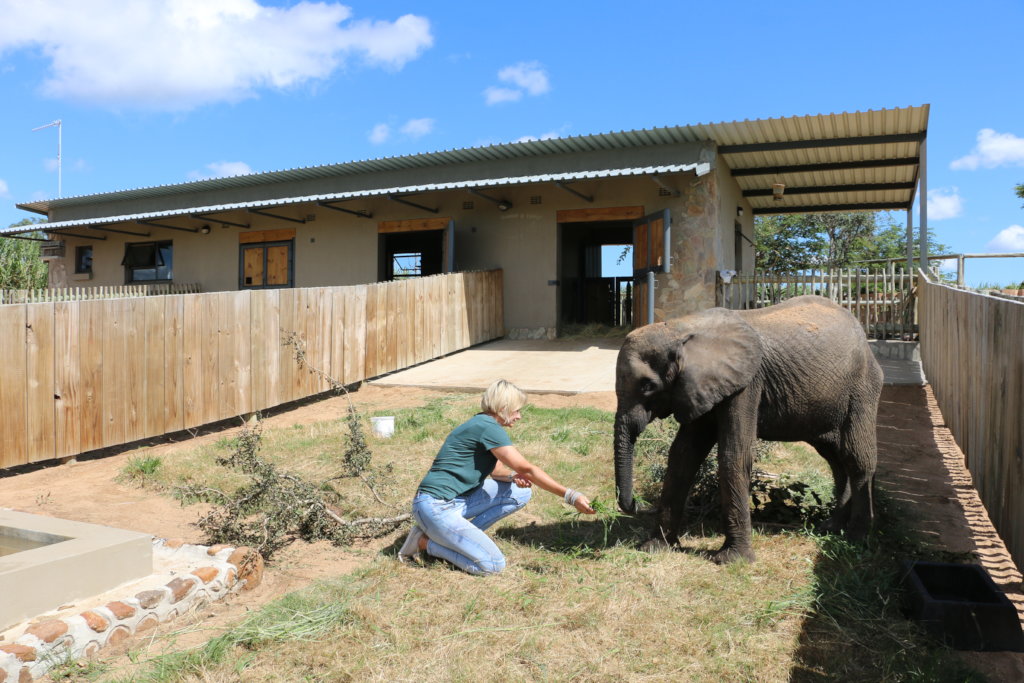 HERD - In memory of orphaned elephant calf, Fenya