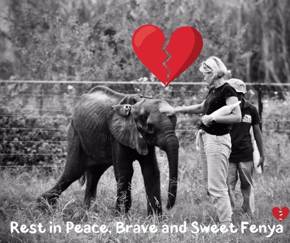 HERD - In memory of orphaned elephant calf, Fenya