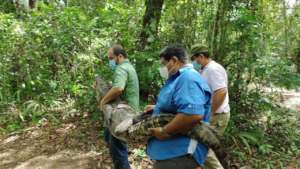 Release of Crocodiles (Crocodylus moreletii)