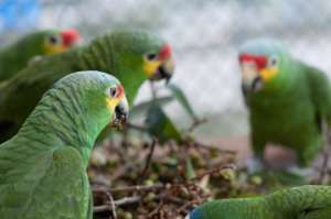 Parrots