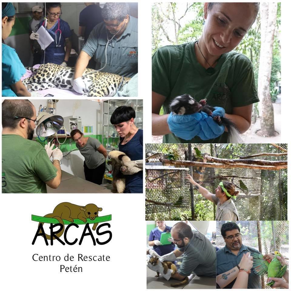 Wildlife Rescue and Conservation in Guatemala