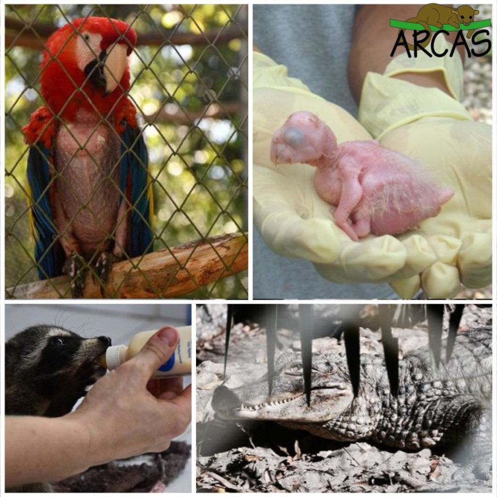 Wildlife Rescue and Conservation in Guatemala