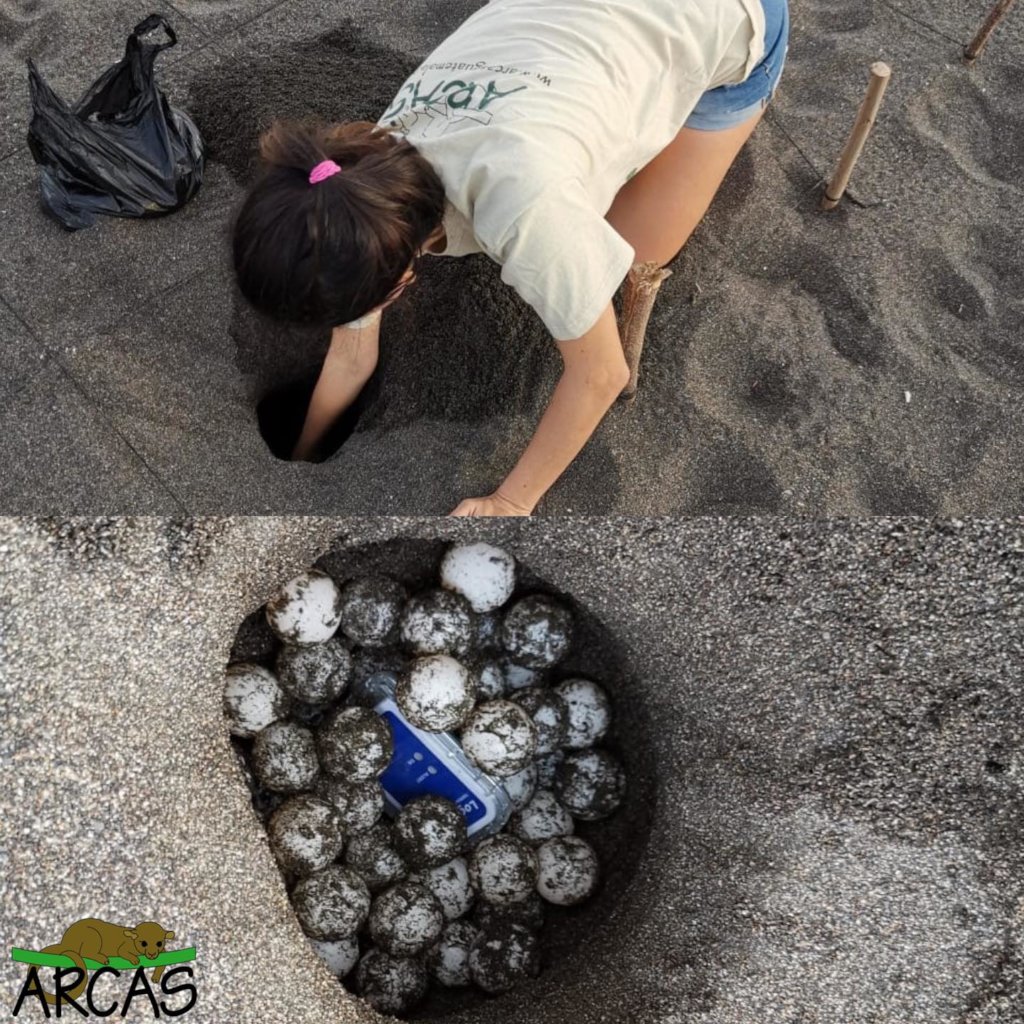 Wildlife Rescue and Conservation in Guatemala