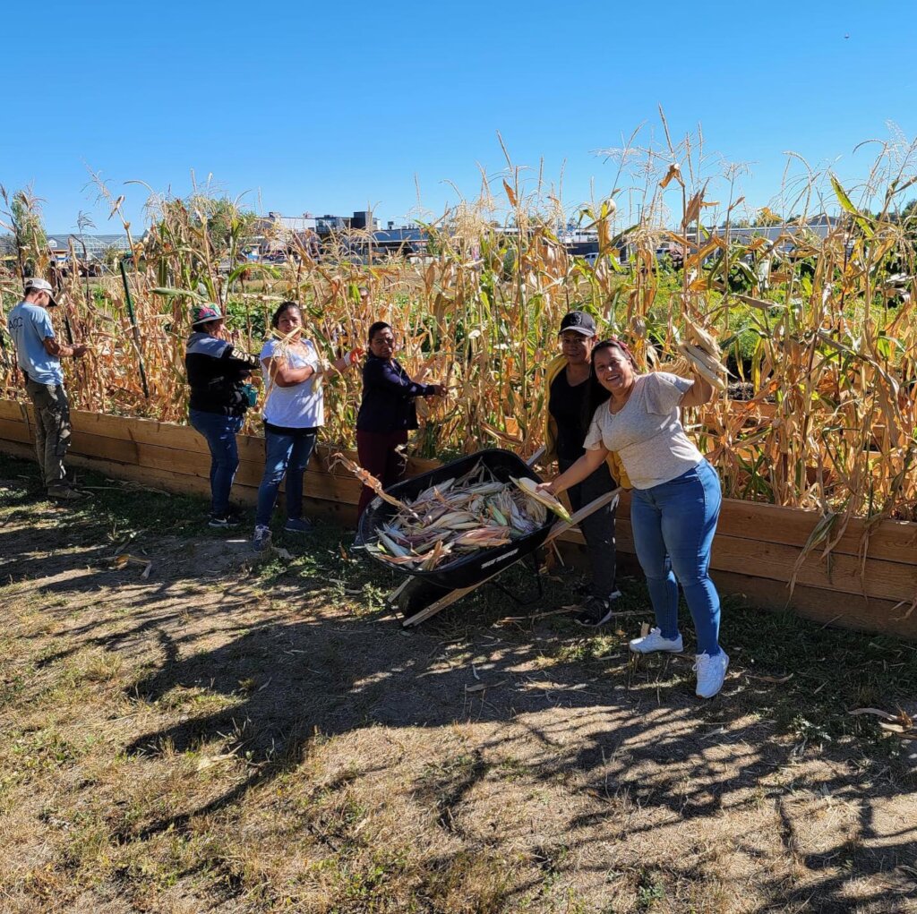 Harvesting Corn