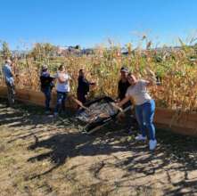 Harvesting Corn
