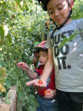 Kids & Tomatoes