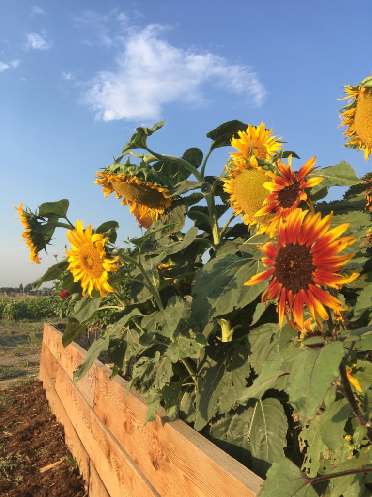 Immigrant & Refugee Food Security: Village Farm