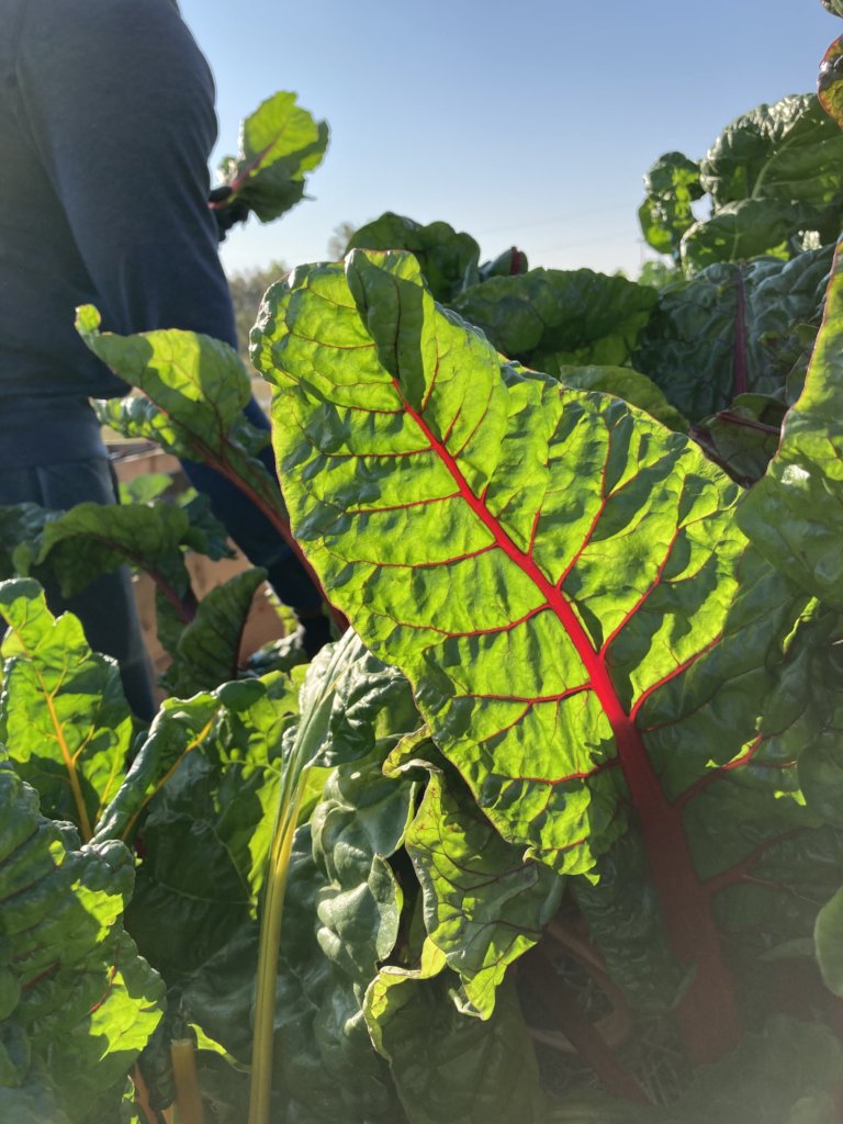 Immigrant & Refugee Food Security: Village Farm