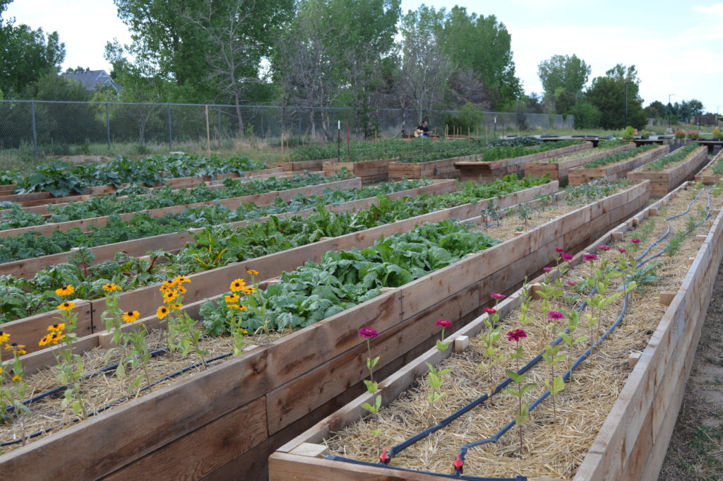 Immigrant & Refugee Food Security: Village Farm