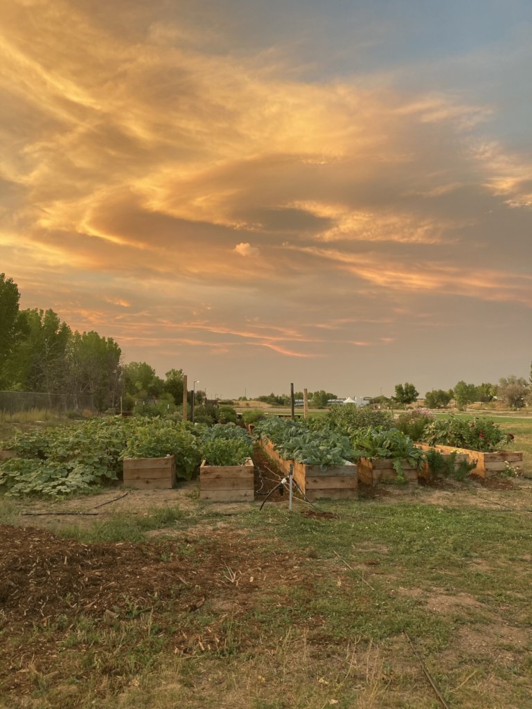 Immigrant & Refugee Food Security: Village Farm