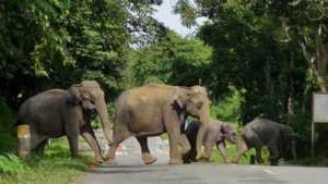 Elephants crossing highway to find food