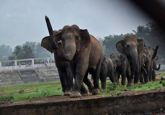 Saving Odisha Elephants from Traffic Deaths