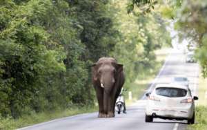 A Tusker Crossing the Odisha National Highway