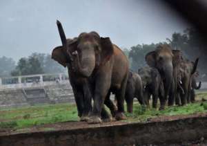 A herd of Elephants Crossing a Side Road