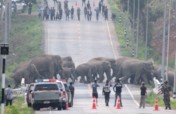 Saving Odisha Elephants from Traffic Deaths