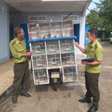 200 red-whiskered bulbuls confiscated
