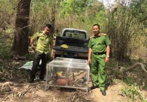 17 clouded monitor lizards released into the wild