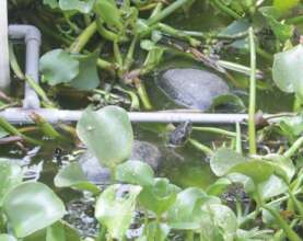 Turtles transferred from pagoda and released