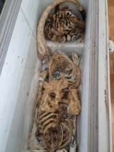 Frozen tiger skeleton seized in Ninh Binh