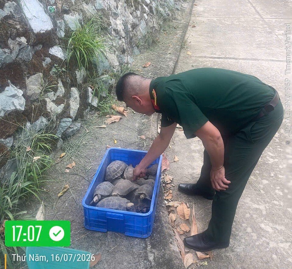 38 tortoises confiscated from online sellers