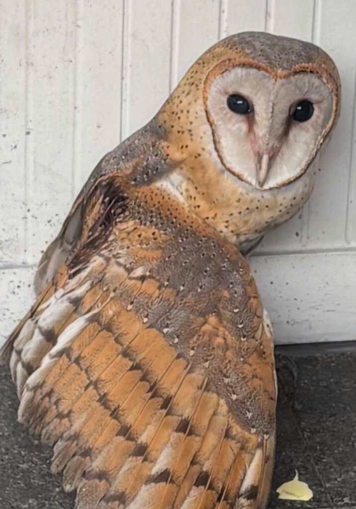 Barn owl voluntarily turned over to authority