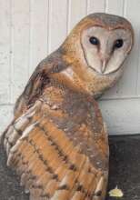 Barn owl voluntarily turned over to authority