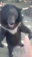 Bear cub confiscated and 3 subjects arrested